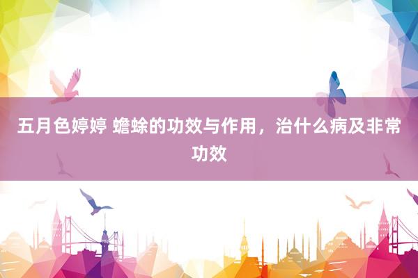 五月色婷婷 蟾蜍的功效与作用，治什么病及非常功效